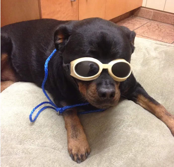 Metairie Small Animal Hospital - Kenner Clinic Picture 7