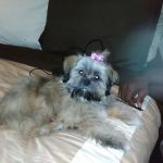 Hyde Park Animal Hospital -Stony Island