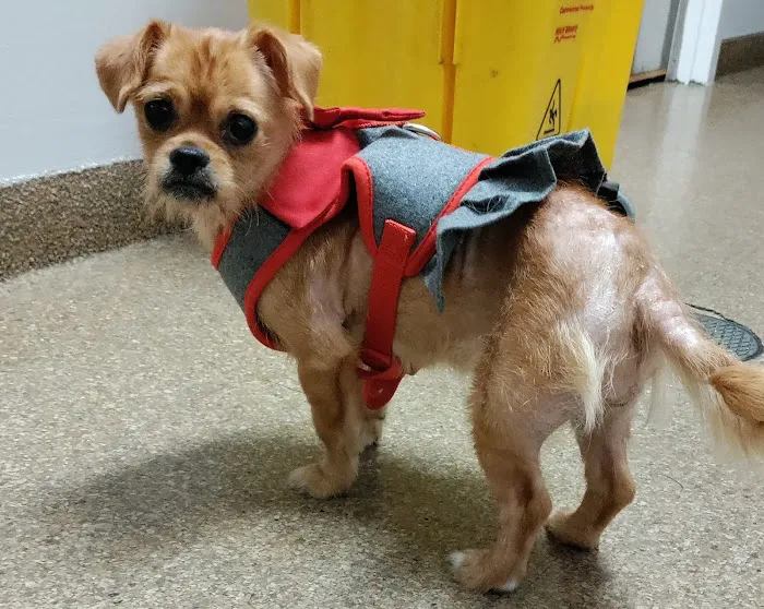 Hyde Park Animal Hospital -Stony Island Picture 6