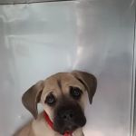 Ashland Animal Hospital