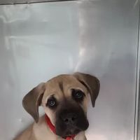 Ashland Animal Hospital ico