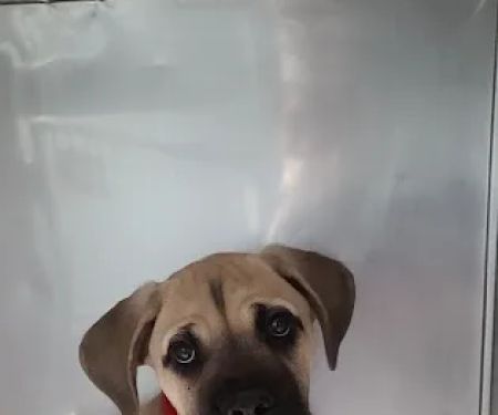 Ashland Animal Hospital