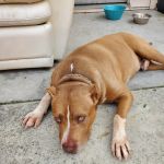 Ashland Animal Hospital: Davis T DVM