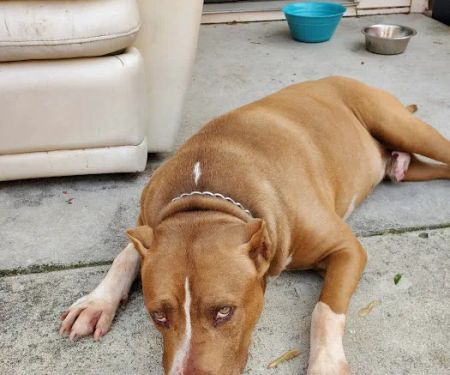 Ashland Animal Hospital: Davis T DVM