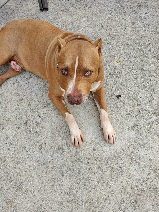 Ashland Animal Hospital: Davis T DVM Picture 3