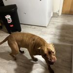 Banfield Pet Hospital