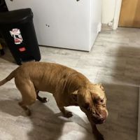 Banfield Pet Hospital ico