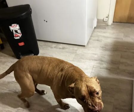 Banfield Pet Hospital
