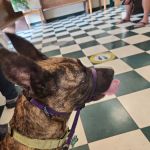 Beverly Hills Animal Hospital