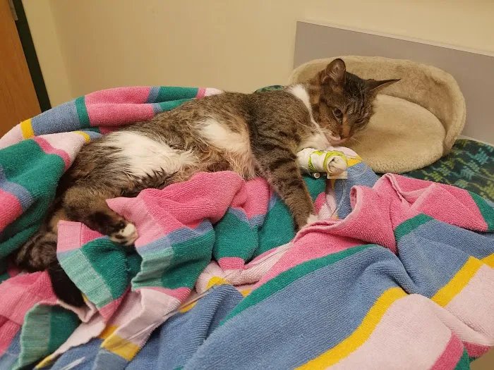 Beverly Hills Animal Hospital Picture 10