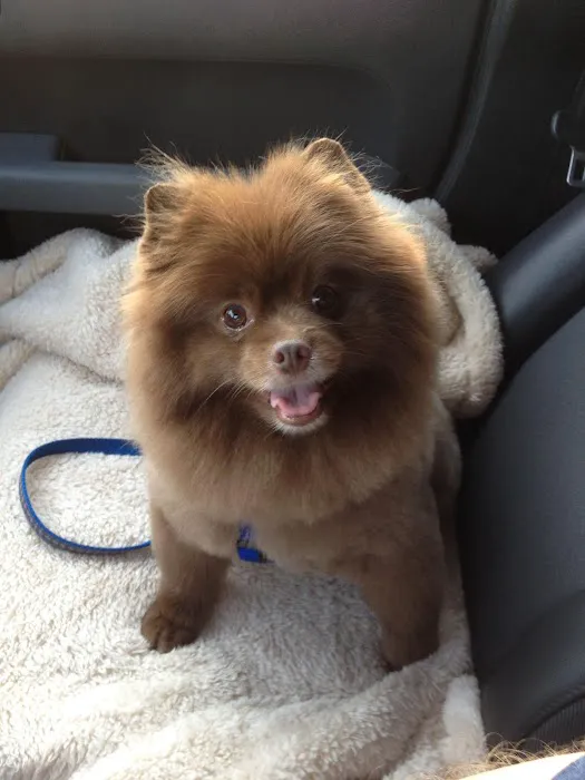 Beverly Hills Animal Hospital Picture 4