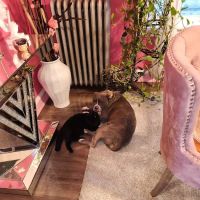 Hilltop Animal Hospital ico