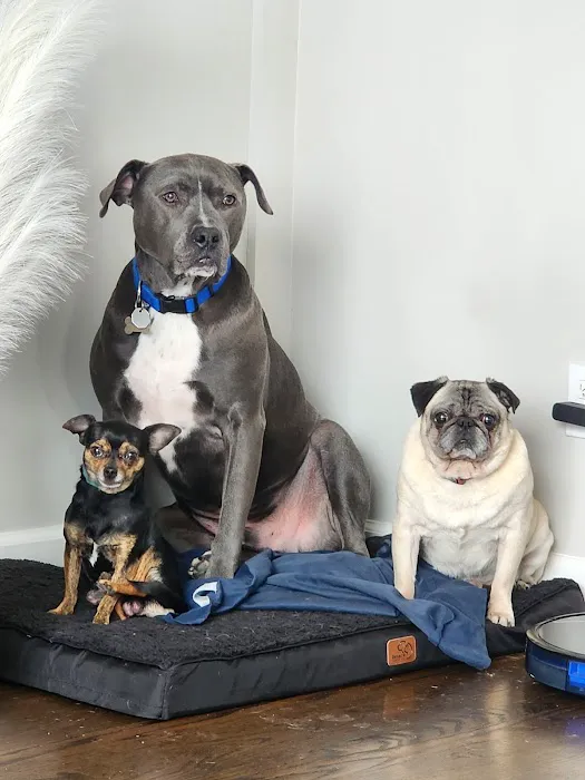 Hilltop Animal Hospital Picture 6