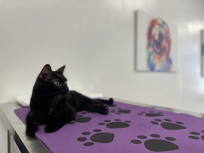 Affordable Pets Vaccine Clinic Picture 1