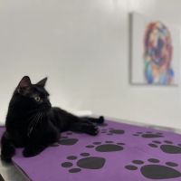 Affordable Pets Vaccine Clinic ico