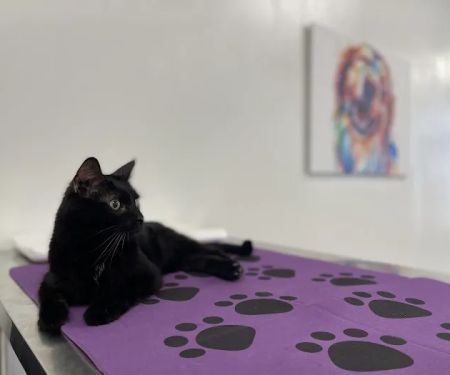 Affordable Pets Vaccine Clinic