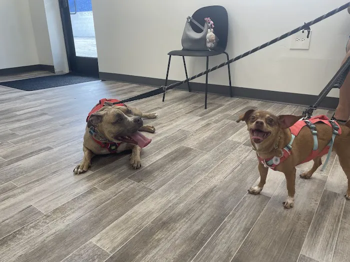 Affordable Pets Vaccine Clinic Picture 8