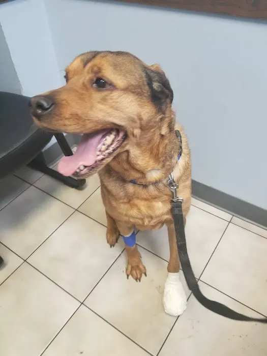 Oak Village Animal Hospital Picture 9