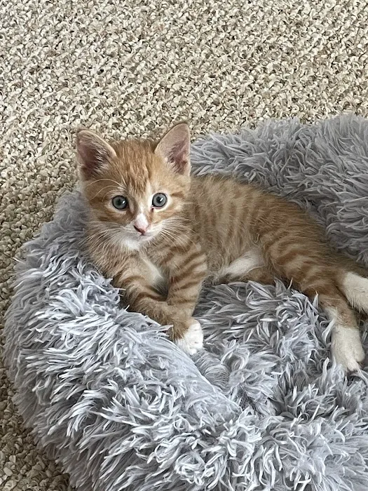 Oak Village Animal Hospital Picture 6