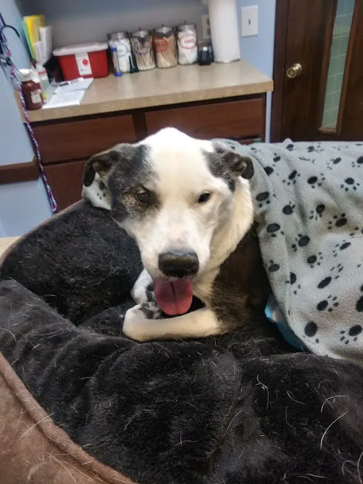 Oak Village Animal Hospital Picture 10