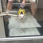 Chicago Animal Rehab