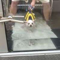 Chicago Animal Rehab ico