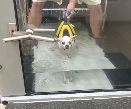 Chicago Animal Rehab