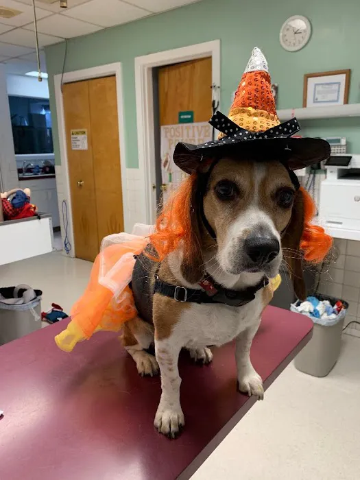 Carlson Animal Hospital, A Thrive Pet Healthcare Partner Picture 4