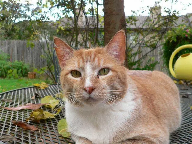 Carlson Animal Hospital, A Thrive Pet Healthcare Partner Picture 2
