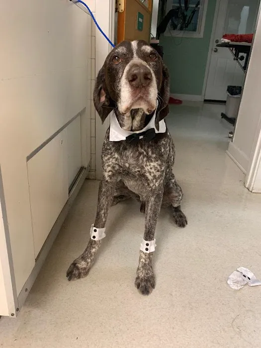 Carlson Animal Hospital, A Thrive Pet Healthcare Partner Picture 3
