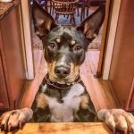 Carlson Animal Hospital, A Thrive Pet Healthcare Partner
