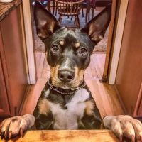 Carlson Animal Hospital, A Thrive Pet Healthcare Partner ico