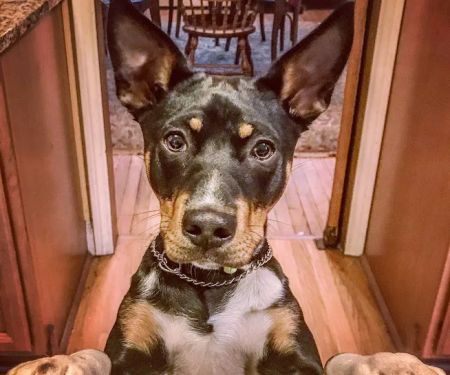 Carlson Animal Hospital, A Thrive Pet Healthcare Partner