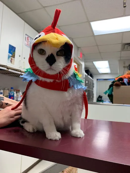 Carlson Animal Hospital, A Thrive Pet Healthcare Partner Picture 10