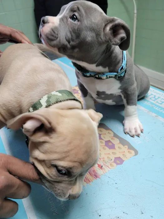 Westside Animal Hospital Picture 5