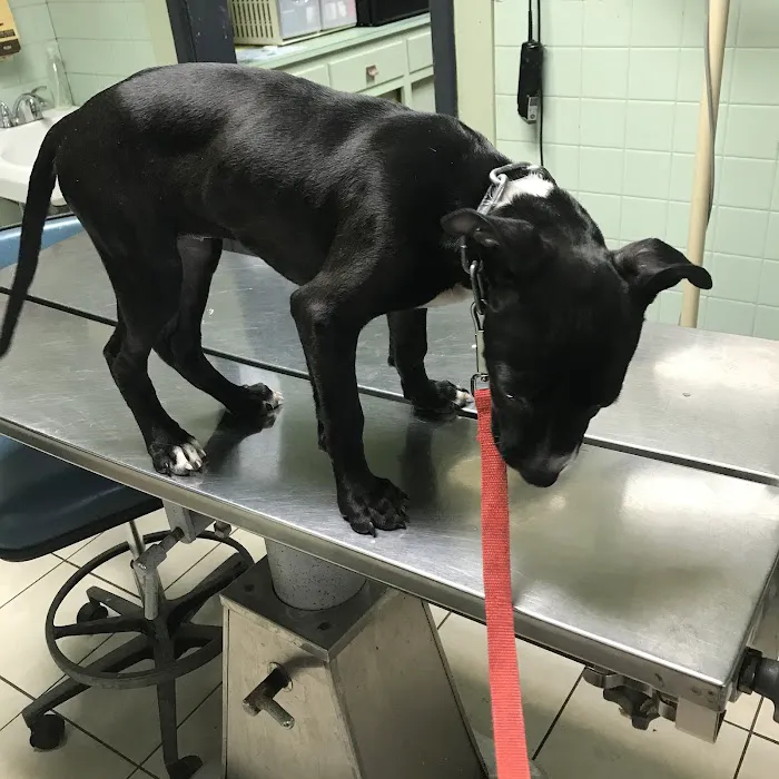 Westside Animal Hospital Picture 9