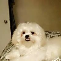 Westside Animal Hospital ico