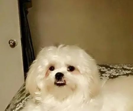 Westside Animal Hospital