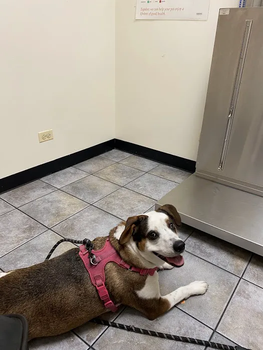 River Forest Animal Hospital Picture 6