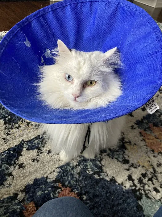 River Forest Animal Hospital Picture 1