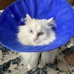 River Forest Animal Hospital