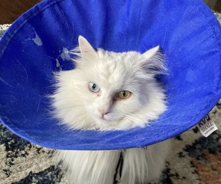 River Forest Animal Hospital