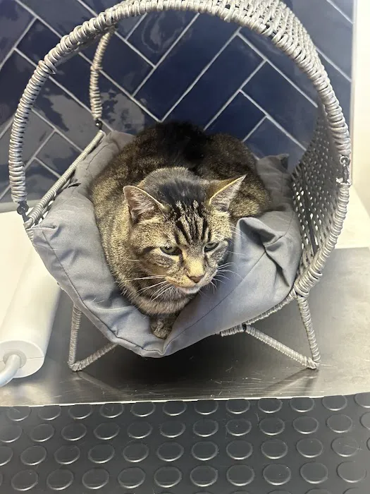 River Forest Animal Hospital Picture 3