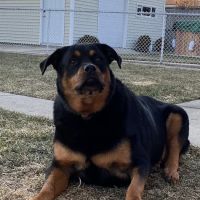 Countryside Veterinary Center ico
