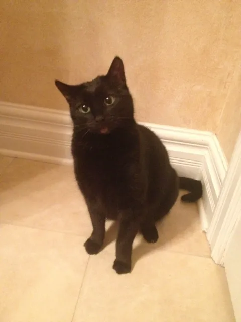 Justice Animal Clinic Picture 2