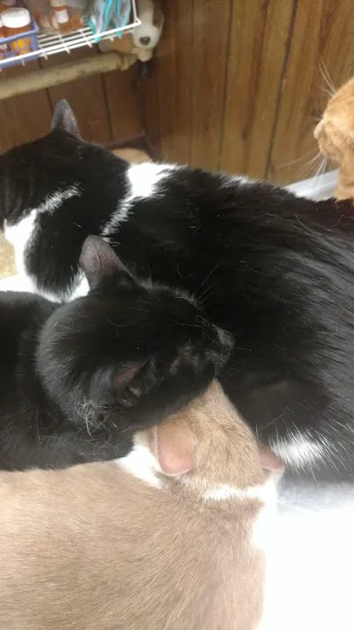 Justice Animal Clinic Picture 4