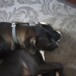 Broadview Animal Hospital
