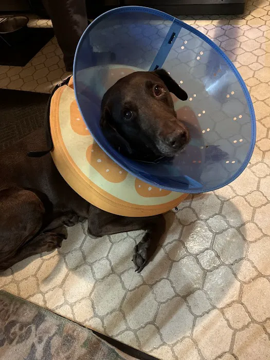 Broadview Animal Hospital Picture 8
