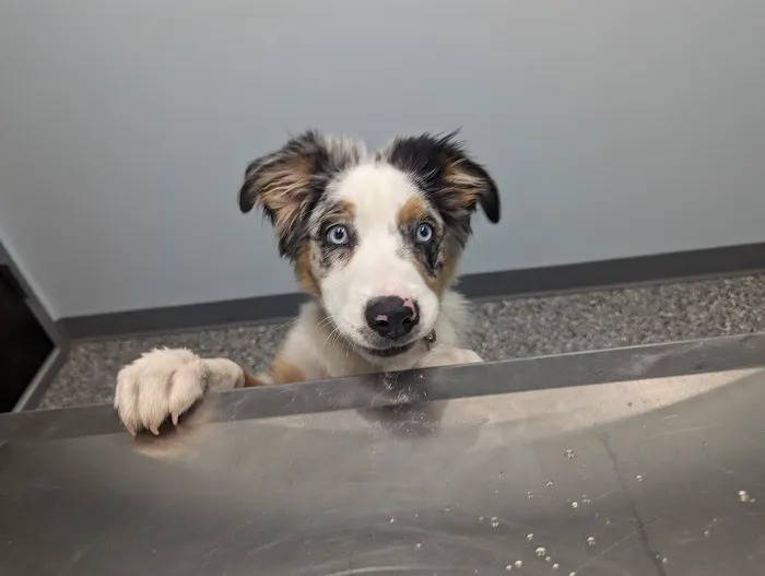 Countryside Animal Hospital PC Picture 4
