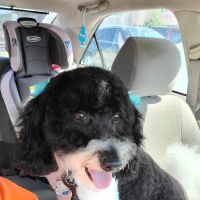 Banfield Pet Hospital ico